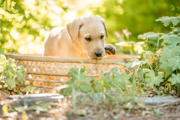Labrador Retriever Welpe, Hund im Garten