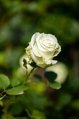 Close up of beautiful rose on blur background. Isolated image of bright  rose on blurred background. Roses bloom in the garden. freshness, space for text, flowers queen of love, valentine symbol.