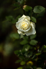 Close up of beautiful rose on blur background. Isolated image of bright  rose on blurred background. Roses bloom in the garden. freshness, space for text, flowers queen of love, valentine symbol.