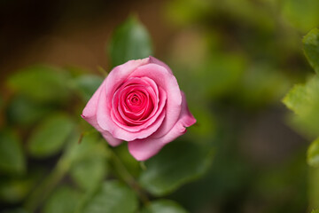 Close up of beautiful rose on blur background. Isolated image of bright  rose on blurred background. Roses bloom in the garden. freshness, space for text, flowers queen of love, valentine symbol.