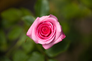 Close up,beautiful rose on blur background. Isolated image of bright  rose on blurred background. Roses bloom in the country garden. freshness, space for text, flowers queen of love, valentine symbol.