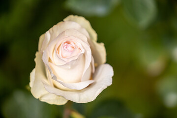 Close up of beautiful rose on blur background. Isolated image of bright  rose on blurred background. Roses bloom in the garden. freshness, space for text, flowers queen of love, valentine symbol.