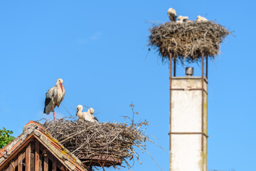 White stork whith chicks on the nest in a village in spring.