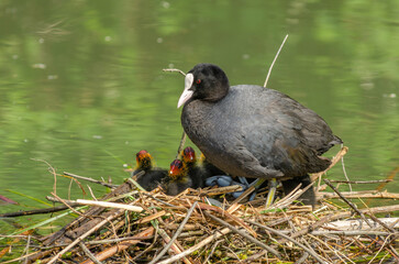 Eurasian Coot (Fulica atra) caring for its chicks on nest.