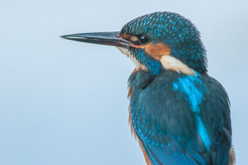 Portrait of a Kingfisher perched on a reed above a pond in spring.