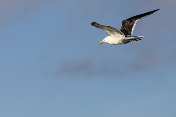 Seagull Mid-Air