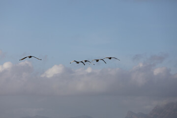 Holy Ibis Mid-Air