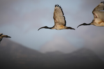 Obraz premium Holy Ibis Mid-Air Cape Town