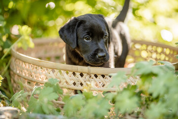 Labrador Welpe im Garten, Sommer