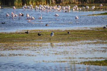 Flamingos on Water