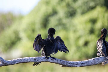 Kormoran sitting drying wings