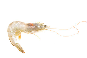 fresh white-legged shrimp on a white background