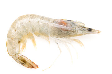 fresh white-legged shrimp on a white background