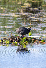 Crested Coot Nesting