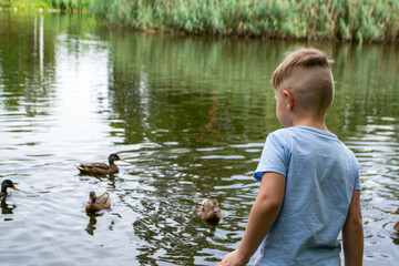 A little boy wearing a blue shirt is playing on a pond with ducks. Vacation resort. High quality photo