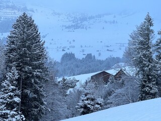 Picturesque canopies of alpine trees in a typical winter atmosphere after the winter snowfall over the Lake Walen or Lake Walenstadt (Walensee) and in the Swiss Alps, Amden - Switzerland / Schweiz