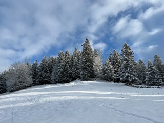 Obraz premium Picturesque canopies of alpine trees in a typical winter atmosphere after the winter snowfall over the Lake Walen or Lake Walenstadt (Walensee) and in the Swiss Alps, Amden - Switzerland / Schweiz