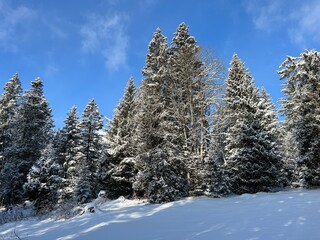 Picturesque canopies of alpine trees in a typical winter atmosphere after the winter snowfall over the Lake Walen or Lake Walenstadt (Walensee) and in the Swiss Alps, Amden - Switzerland / Schweiz