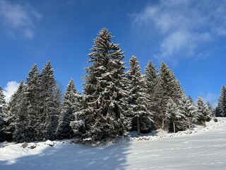 Picturesque canopies of alpine trees in a typical winter atmosphere after the winter snowfall over the Lake Walen or Lake Walenstadt (Walensee) and in the Swiss Alps, Amden - Switzerland / Schweiz