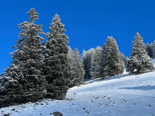 Picturesque canopies of alpine trees in a typical winter atmosphere after the winter snowfall over the Lake Walen or Lake Walenstadt (Walensee) and in the Swiss Alps, Amden - Switzerland / Schweiz
