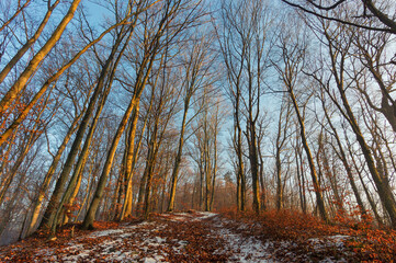 Evening in the forest in late autumn. The first snow is already lying among the bright, fallen leaves. Beeches reach for a clear, blue sky