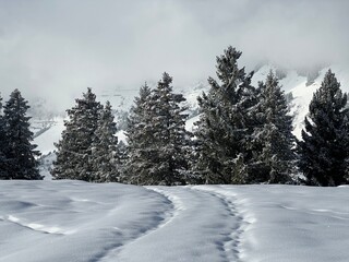 Picturesque canopies of alpine trees in a typical winter atmosphere after the winter snowfall over the Lake Walen or Lake Walenstadt (Walensee) and in the Swiss Alps, Amden - Switzerland / Schweiz