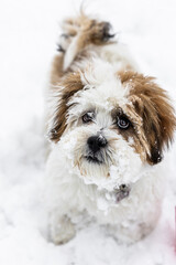 Lhasa Apso playing in snow