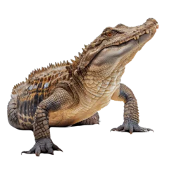 Fotobehang  AI generativecrocodile isolated on white background © I LOVE PNG