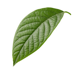 Fototapeta na wymiar Avocado green leaf