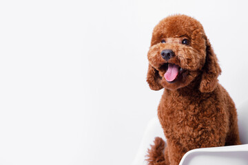 Portrait of a charming, happy toy poodle puppy breed on a chair on grey background. Cute smiling dog sitting on a chair Free space for text. Wide angle horizontal wallpaper or web banner. 