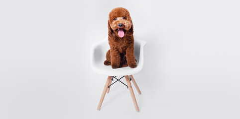 Portrait of a charming, happy toy poodle puppy breed on a chair on grey background. Cute smiling dog sitting on a chair Free space for text. Wide angle horizontal wallpaper or web banner. 