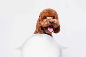 Portraite of adorable, happy puppy of toy poodle is bathing. Cute smiling dog on white background....
