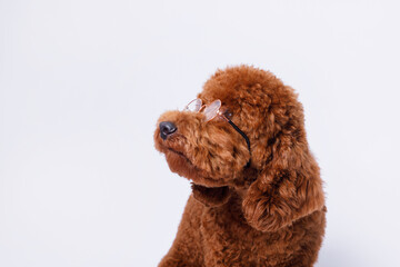 Portrait of a charming, happy toy poodle puppy breed on a chair on grey background. Cute smiling dog sitting on a chair Free space for text. Wide angle horizontal wallpaper or web banner. 