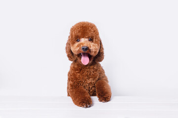 Portraite of adorable, happy puppy of toy poodle. Cute smiling dog on white background. Free space for text. Wide angle horizontal wallpaper or web banner. 