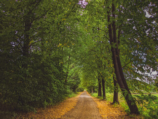 Autumn forest nature. Vivid morning in colorful forest with sun rays through branches of trees. Scenery of nature with sunlight