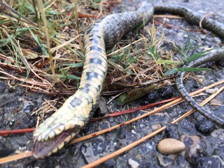 Serpent mort
