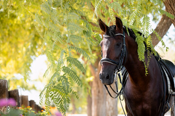 Face portrait of a spanish horse stallion horse looking through the branches of a tree