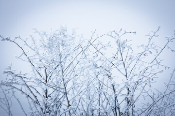 Fototapeta na wymiar A Beautiful winter background on nature in travel park