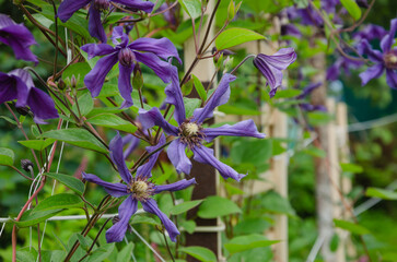 garden flowers clematis purple. landscape and garden decorations