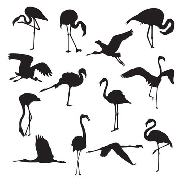 Set of flamingo animal silhouettes various styles