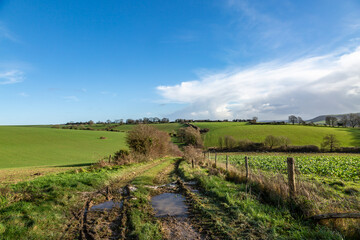 Naklejka premium Puddles on a South Downs pathway during a wet January