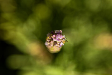 spider on a flower