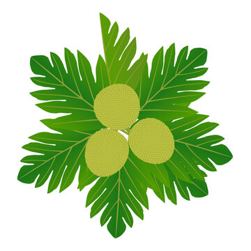Ripe breadfruit with leaves on a white background.