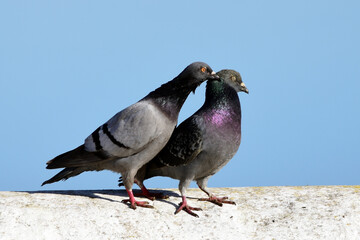 Casal de Pombos ao sol