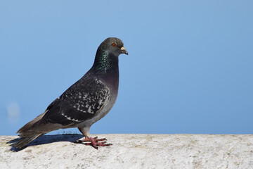 Pombo num muro ao sol