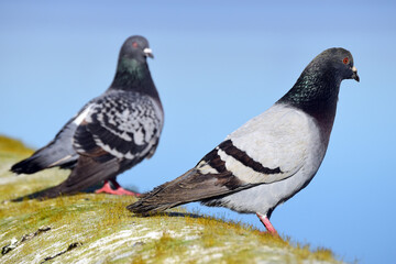 Pombos no muro