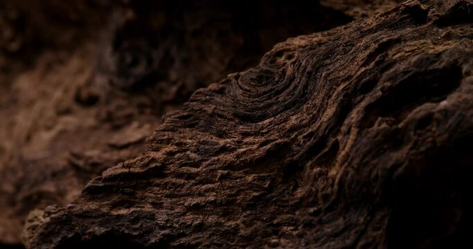 brown old snag. aged wood texture. driftwood closeup. macro shot.