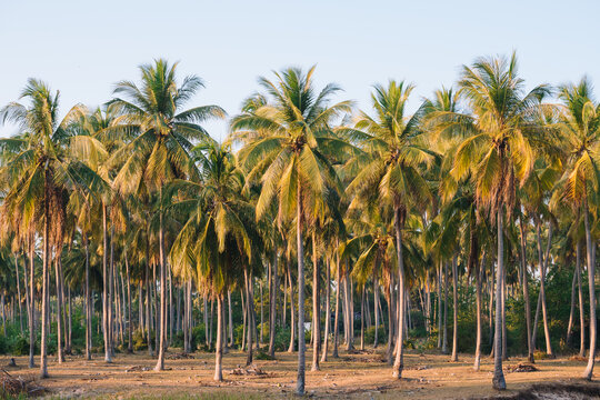 Group of green palm or coconut tree stand in the plantation on sunset time.