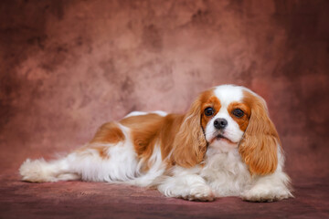 cavalier king charles spaniel dog on a plain brown background
