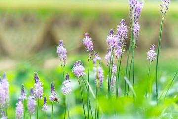 ツルボ　Barnardia japonica